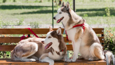 Quais são as diferenças entre cães machos e fêmeas?