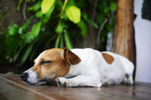Síncope em cães ou desmaios repentinos: o que devo levar em consideração?