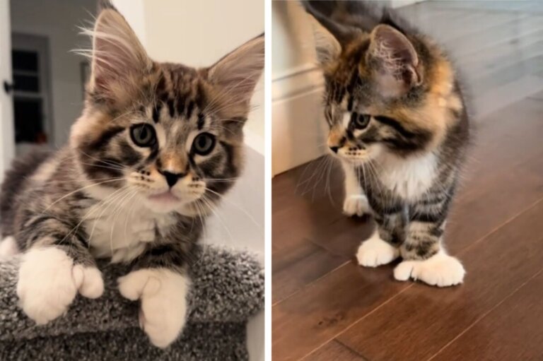 Conheça o gato com “polegares” pelo qual os usuários do TikTok estão apaixonados
