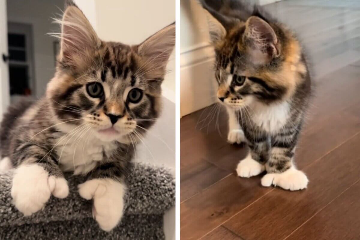 Conheça o gato com “polegares” pelo qual os usuários do TikTok estão apaixonados