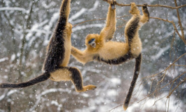 Macaco-dourado: descrição, habitat e principal ameaça de extinção