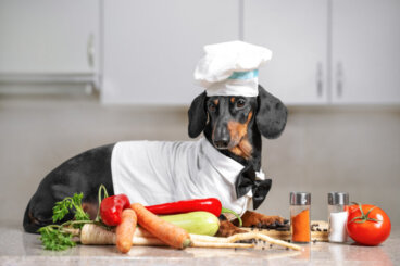 4 receitas para cães com pancreatite