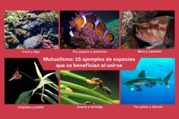 Mutualismo: 15 exemplos de espécies que se beneficiam