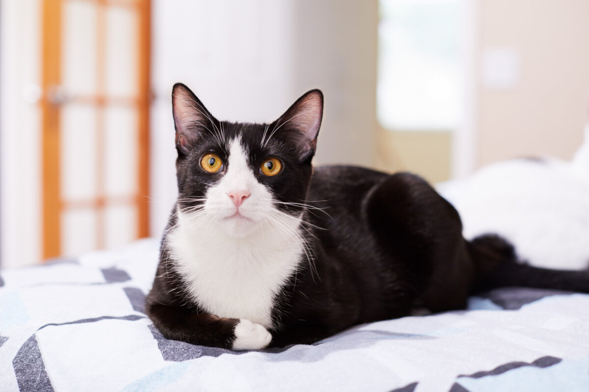 Gatos pretos e brancos: características e curiosidades