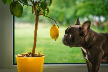 Razões pelas quais os cães não devem consumir limão
