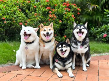Além do vermelho: as 5 cores do “shiba inu”