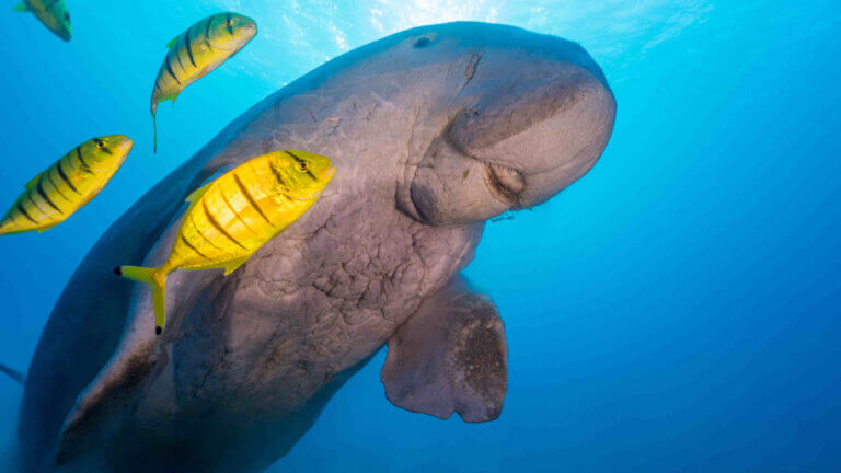 Características do dugongo: a “sereia” em perigo de extinção