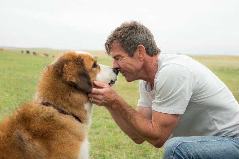 É normal sentir mais amor pelo meu cachorro do que pelas outras pessoas?