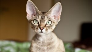 7 raças de gatos que miam pouco