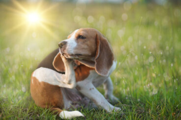 5 soluções caseiras para a coceira excessiva em cães