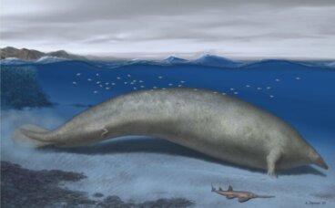 A nova espécie de baleia descoberta pode ser a mais pesada da história