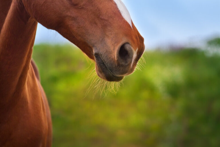 Pleuropneumonia equina, uma infecção respiratória grave em cavalos