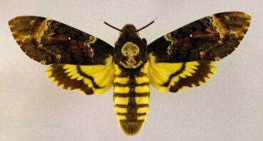 Borboleta-caveira: como é e por que todos a temem