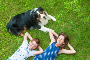 Conheça a relação do border collie com as crianças e a família