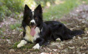Descubra em 5 passos se o seu border collie é de raça pura