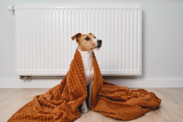 Como as mudanças de temperatura afetam os cães?