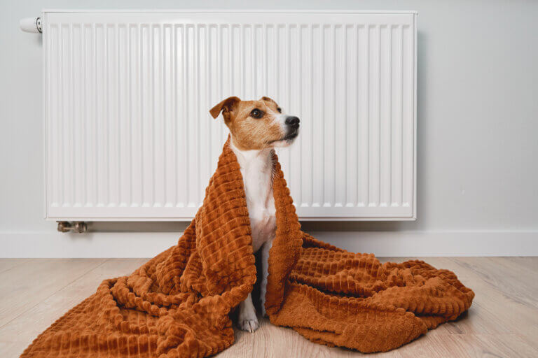 Como as mudanças de temperatura afetam os cães?