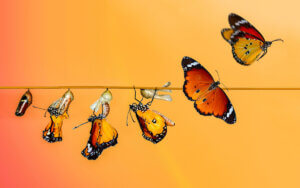 O ciclo de vida da borboleta