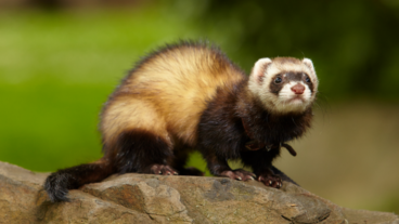 Quanto tempo vive um furão? Confira alguns conselhos para melhorar a sua qualidade de vida