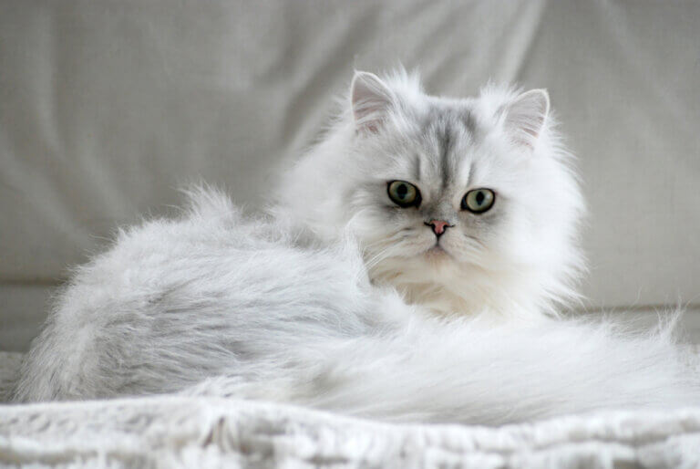 Vida média do gato persa e dicas para prolongar sua saúde