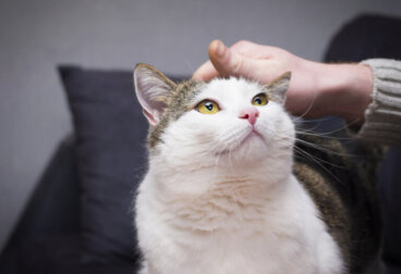 Por que meu gato ronrona quando está comigo?