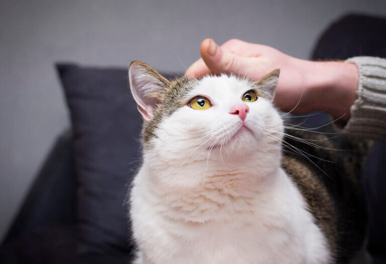 Por que meu gato ronrona quando está comigo?