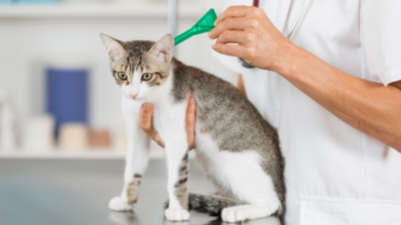 Pipeta para gatos: como aplicar, tipos, duração e dicas