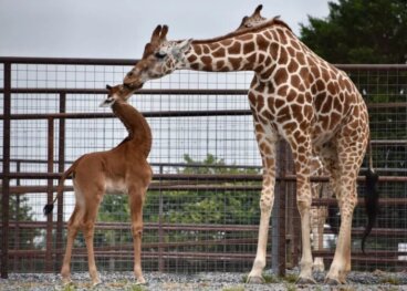Nasceu uma girafa sem manchas no zoológico do Tennessee