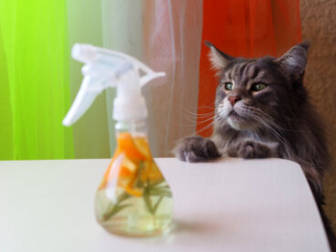 Como fazer repelentes caseiros para evitar que os gatos urinem em casa