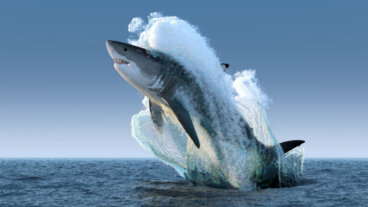 Tudo sobre o tubarão-branco